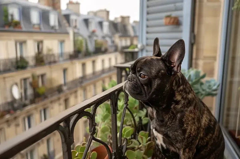 Les bouledogues français en appartement : Conseils pour une vie heureuse