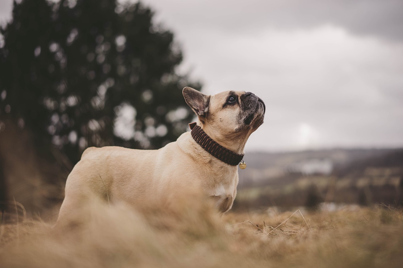 Solutions pour les bouledogues français qui aboient trop