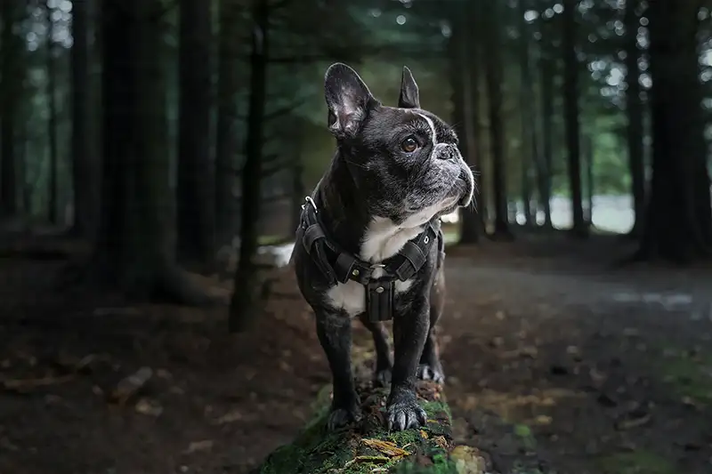 bouledogue francais dans la foret