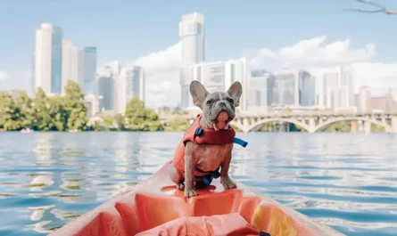 bouledogue francais sur un bateau