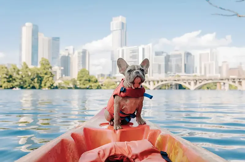 Les bouledogues français sont-ils de bons nageurs ?