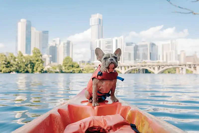 bouledogue francais sur un bateau