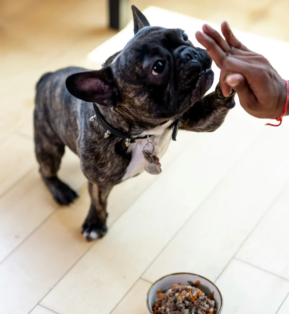 entrainement du bouledogue francais