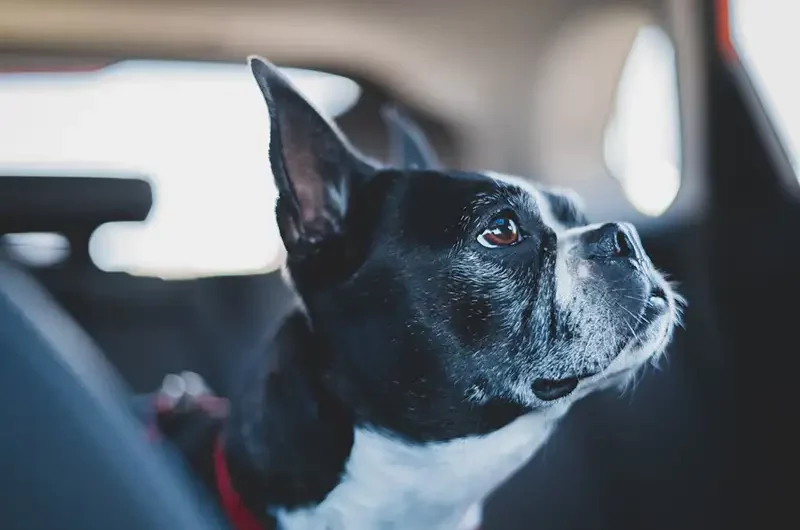 Le boston terrier: cette race qui ressemble au bouledogue