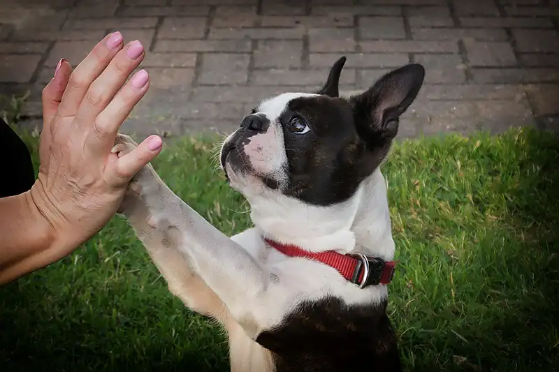 boston terrier donne la patte