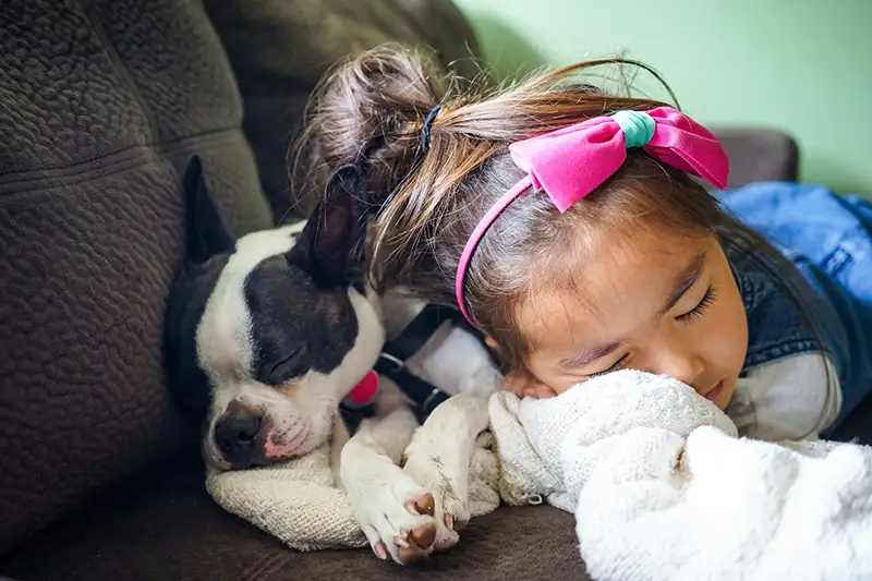 boston terrier qui dort avec un enfant