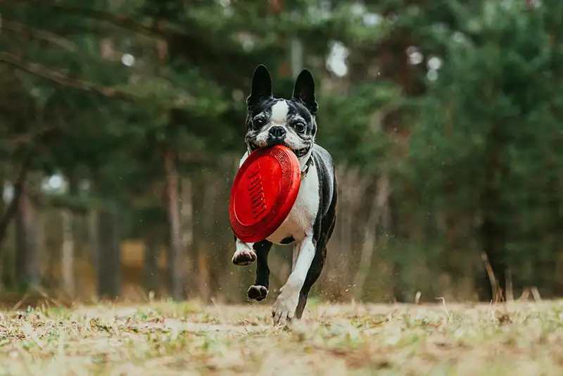 boston terrier courant avec un frisbee dans la gueule