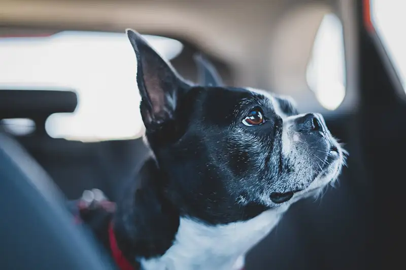 boston terrier