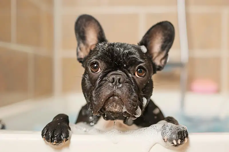 bouledogue français prenant un bain