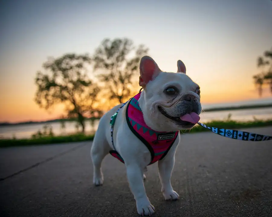 bouledogue Français en santé