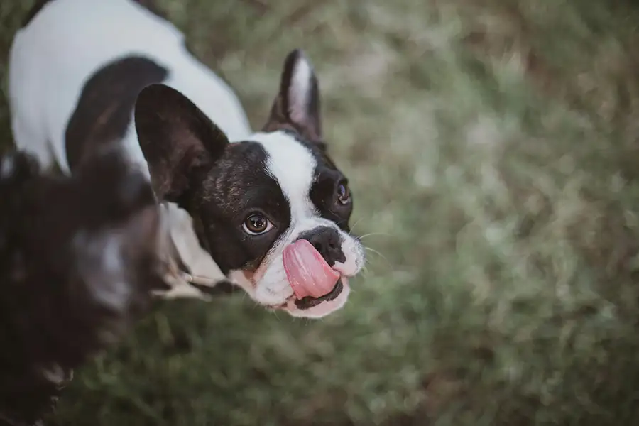 bouledogue qui se régale