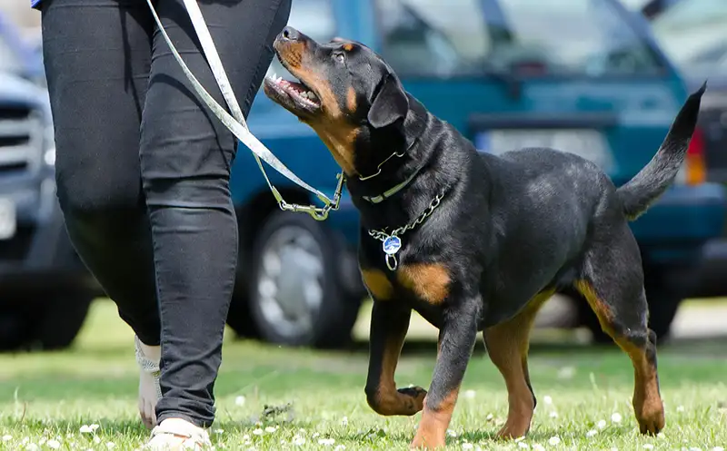 Chien attentif au clicker training