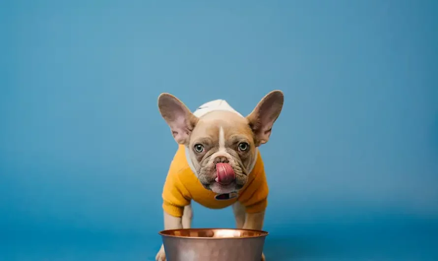 5 recettes maison pour nourrir son bouledogue