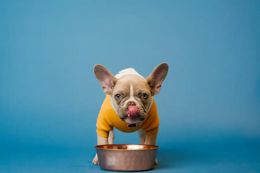 recettes maison pour bouledogue Français