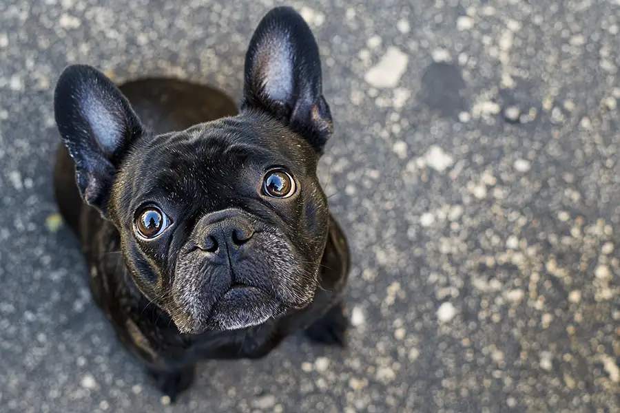 bouledogue assis regarde son maitre