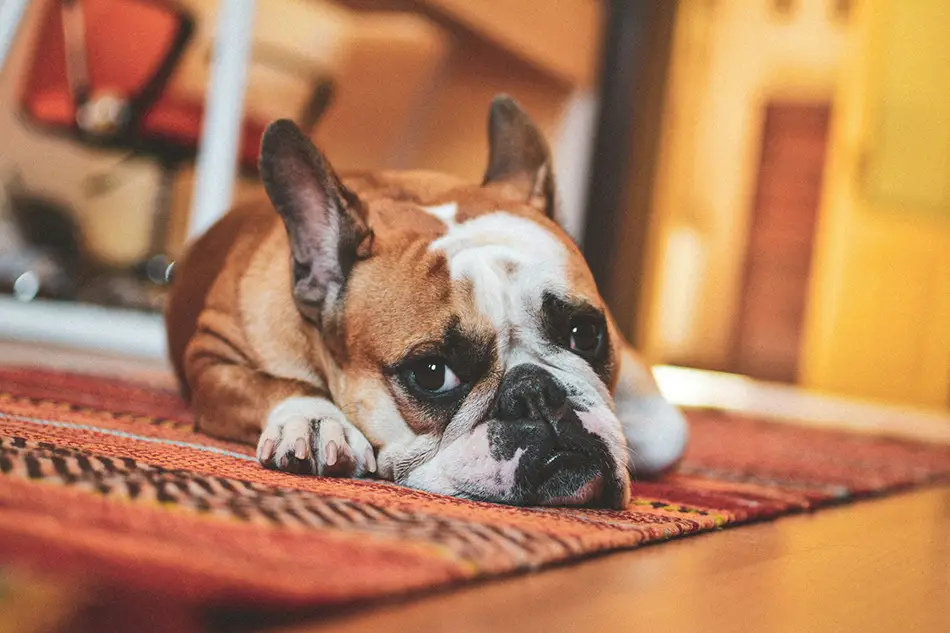 Bouledogue couché sur un tapis