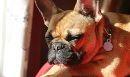 Quel âge réel à mon bouledogue français ?