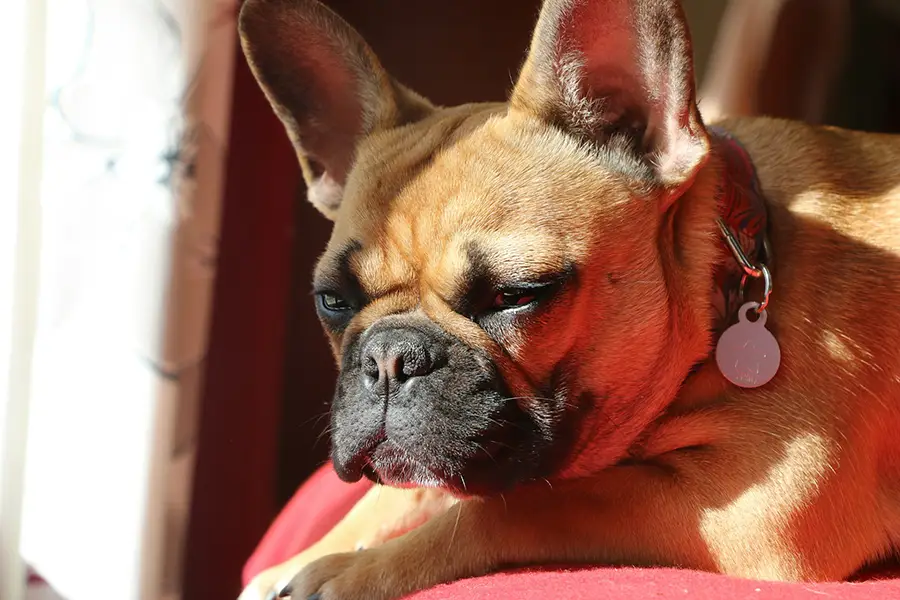 Quel âge réel à mon bouledogue français ?