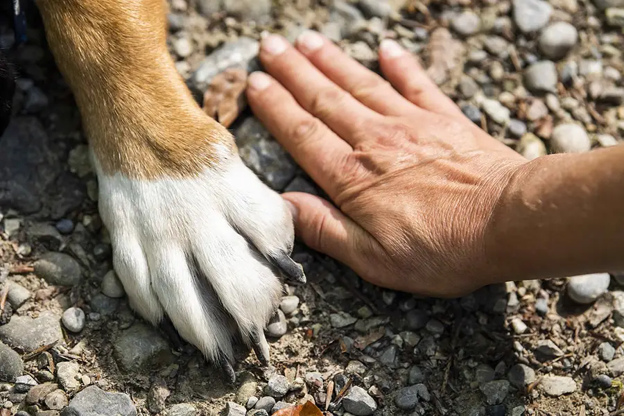 entretenir les griffes de votre chien