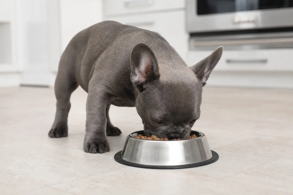 Chiot bouledogue français mangeant dans une gamelle en inox sur le sol d'une cuisine