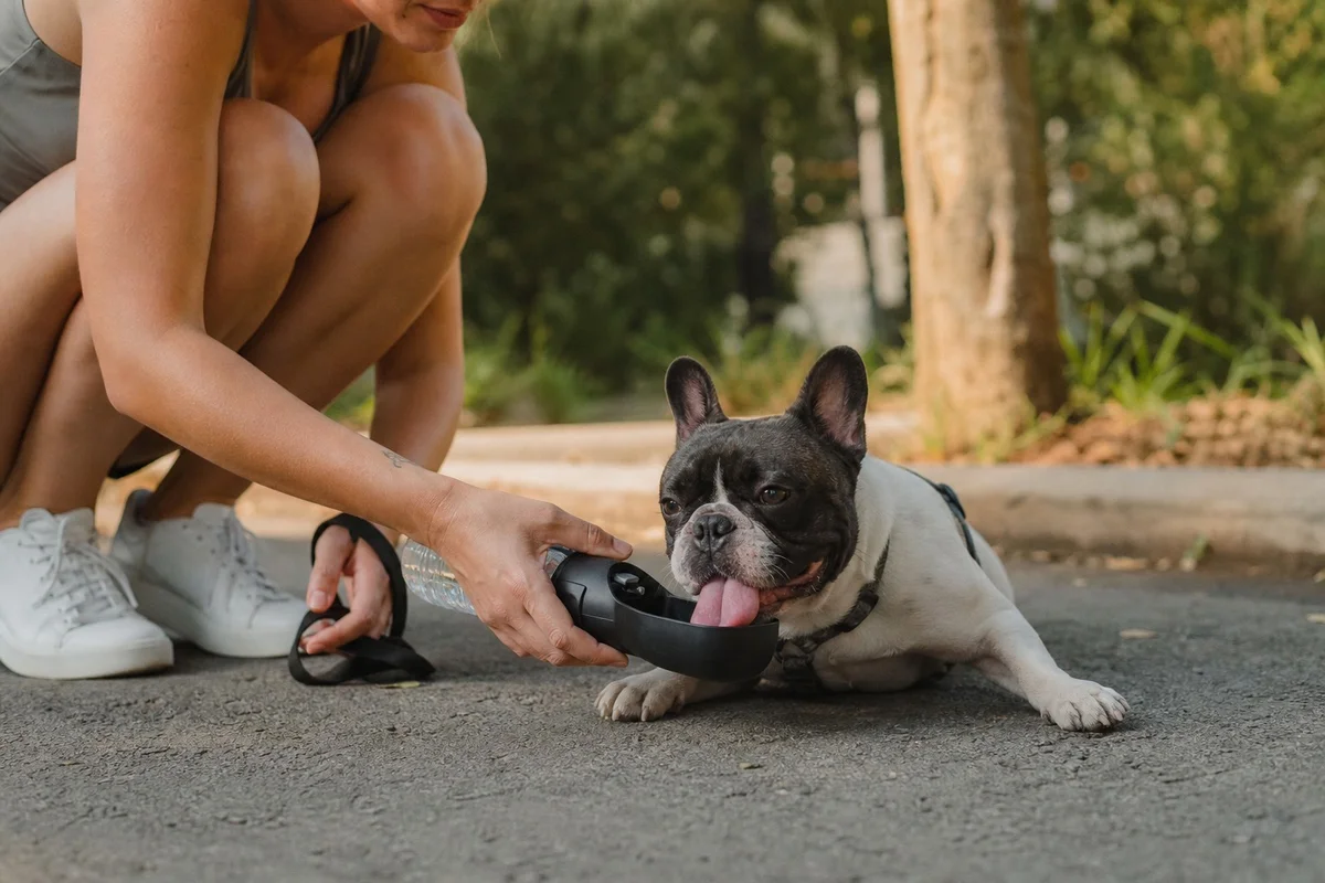 Bouledogue français haletant et fatigué après une promenade trop longue