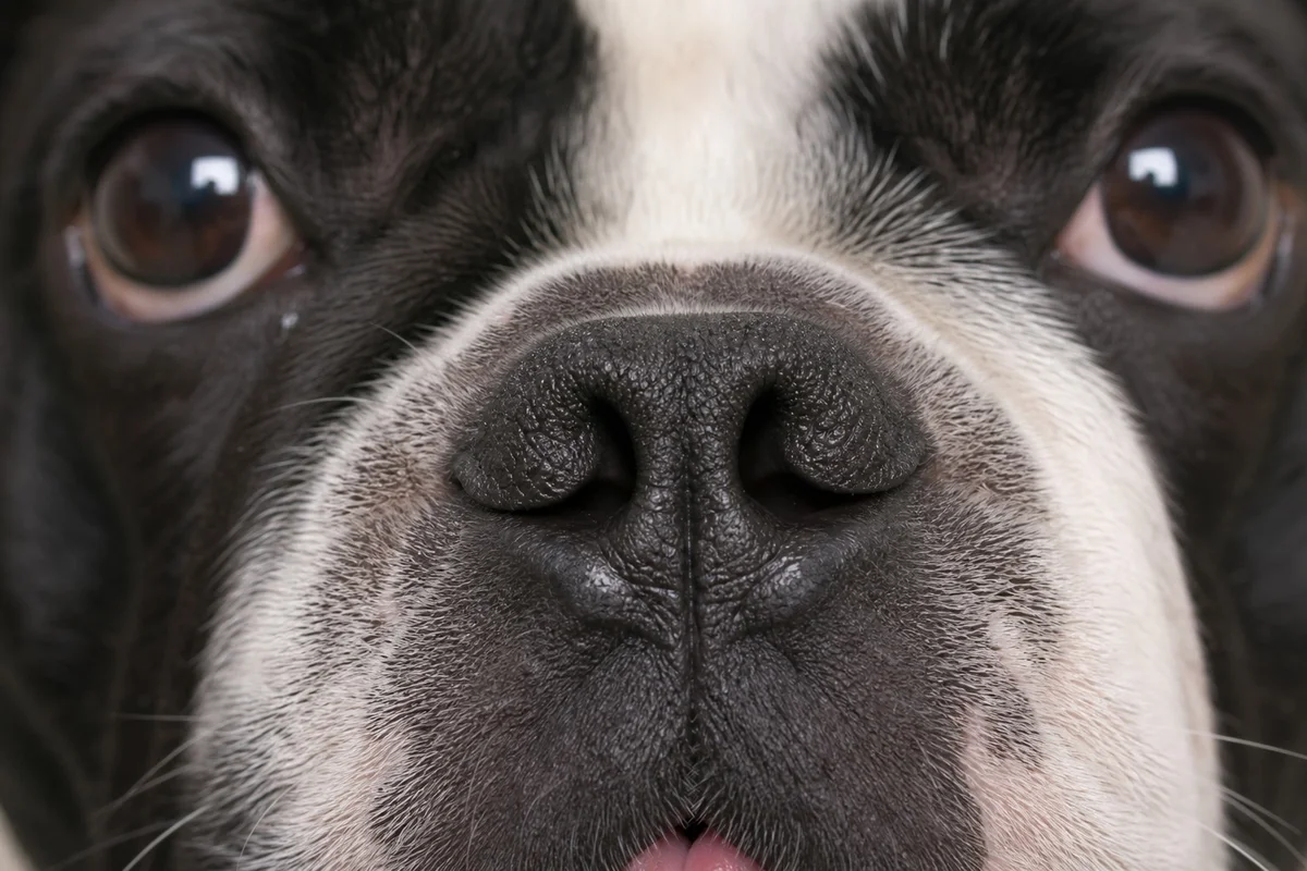 Gros plan sur le museau d'un bouledogue français montrant ses narines ouvertes