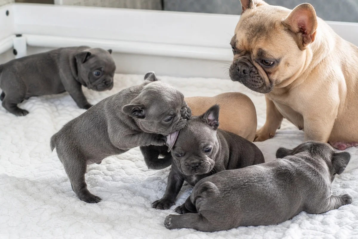 Inhibition de la morsure chez les chiots bouledogues français en fratrie Portée de chiots bouledogues français jouant ensemble pour apprendre l'inhibition de la morsure