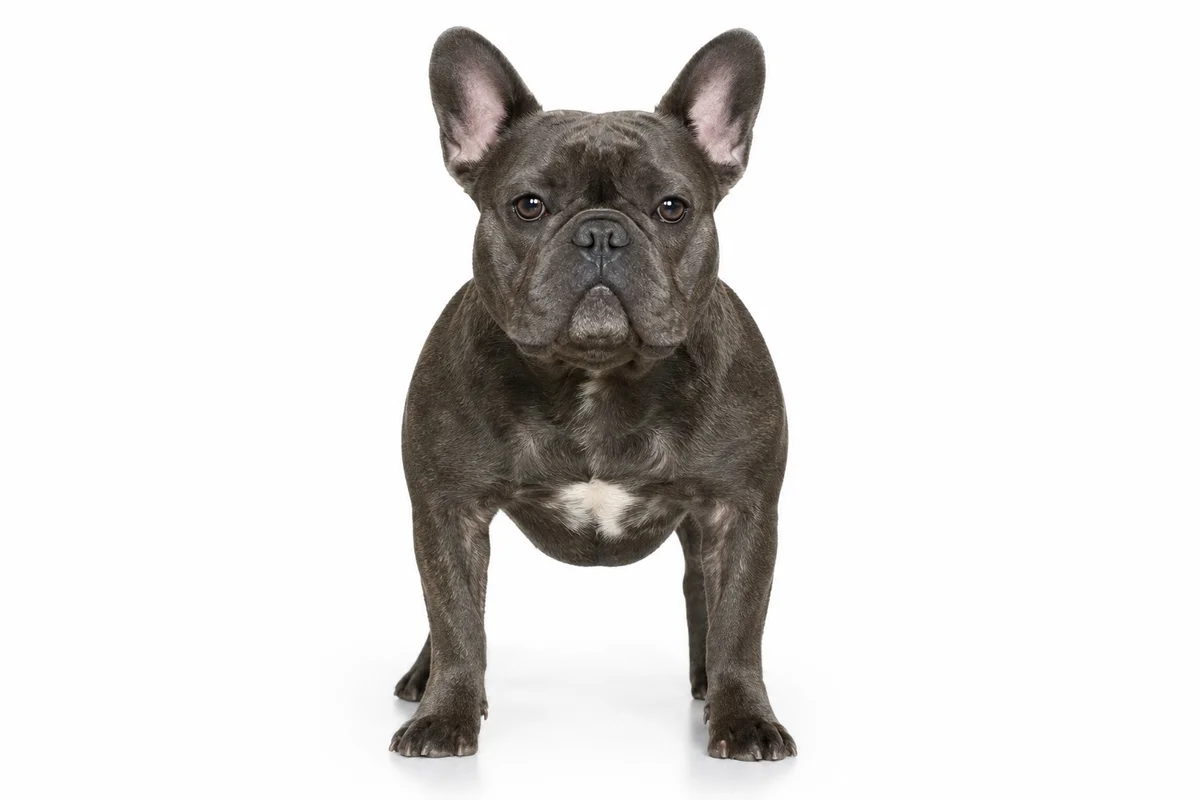 Vue de face d'un bouledogue français montrant son poitrail large et son cou court caractéristiques