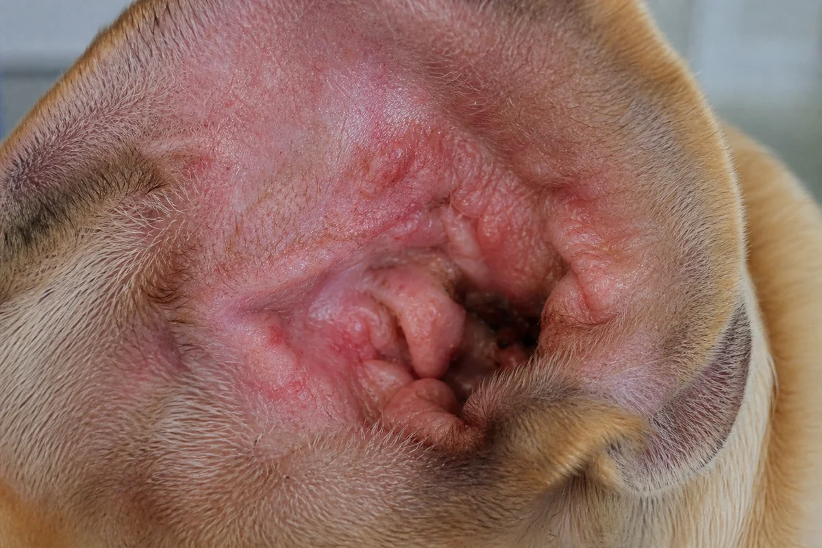 Oreille interne rouge et enflée d'un bouledogue français présentant des signes d'otite avec écoulement