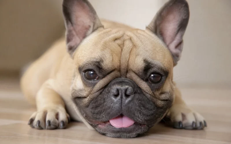 Bouledogue français au repos montrant des signes du syndrome brachycéphale, narines pincées et respiration difficile