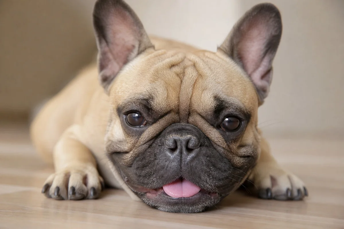 Bouledogue français au repos montrant des signes du syndrome brachycéphale, narines pincées et respiration difficile