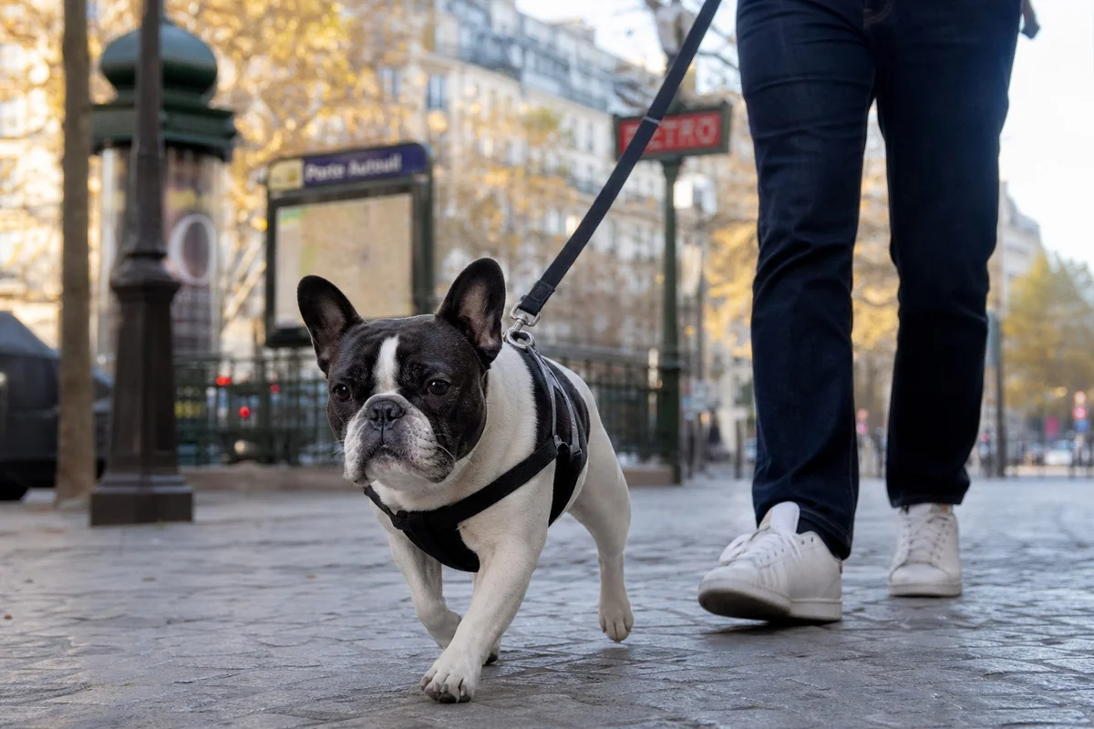 Bouledogue français en laisse lors d'une promenade en ville